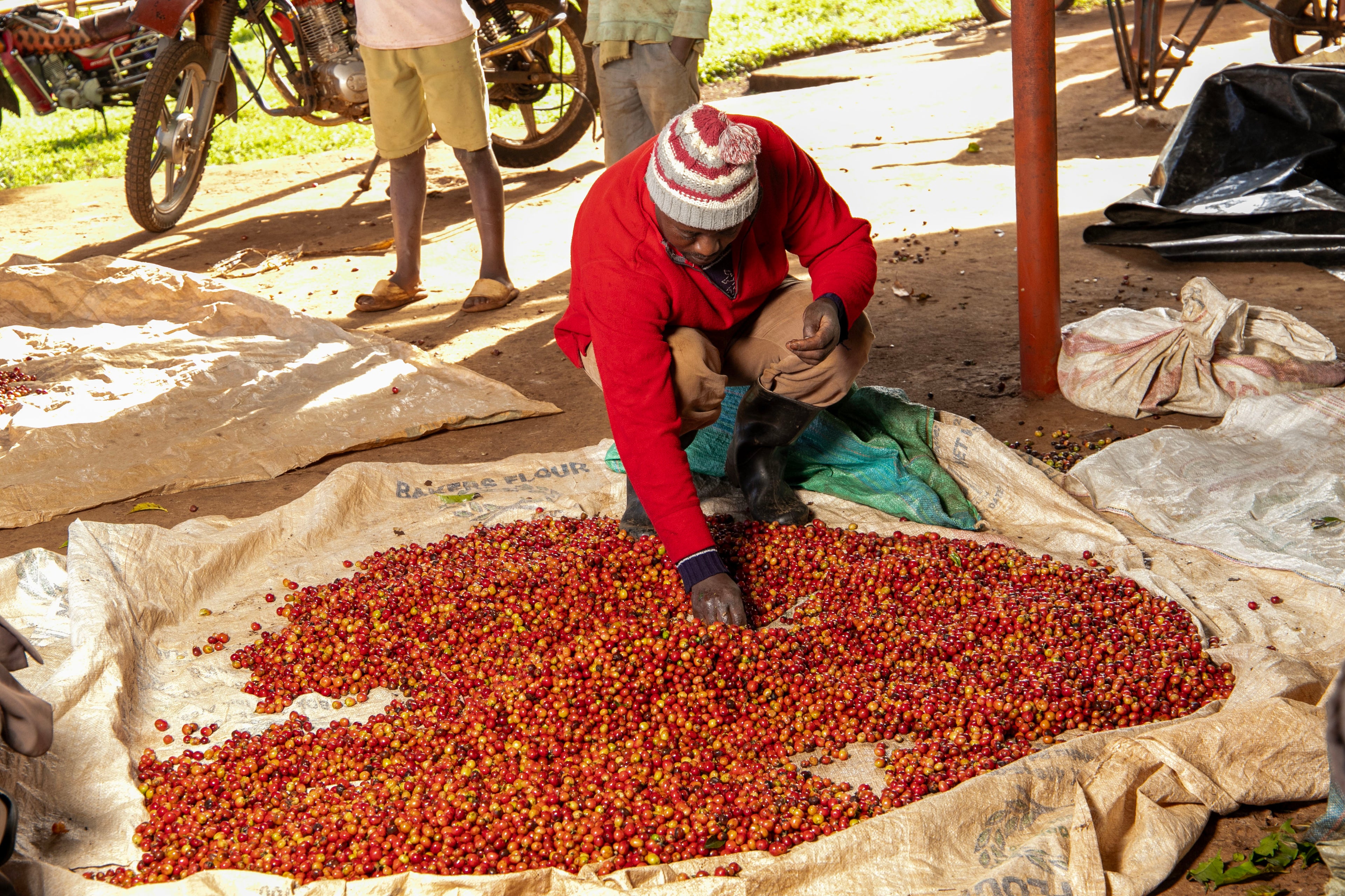 Kenya Kiamutuira koffie van de Mutira Cooperative, gebrand door SIJL