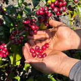 Ethiopië Nekempte specialty coffee bonen van SIJL, vers gebrand in Assen