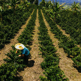 Peru Kovachii