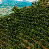 Peru Kovachii
