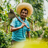 Peru Kovachii