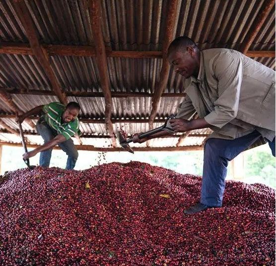 Ethiopië Banko Gotiti