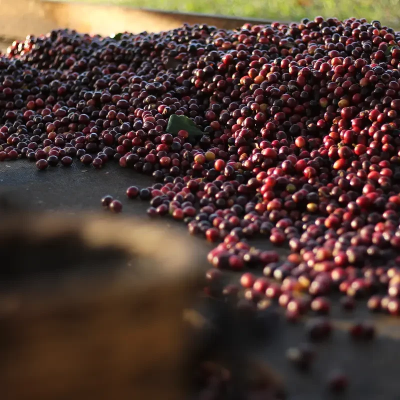 Honduras COMSA