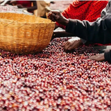 Ethiopië Banko Gotiti