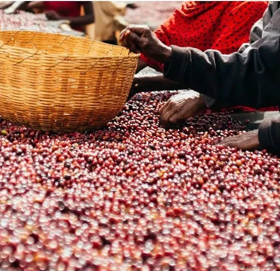 Ethiopië Banko Gotiti