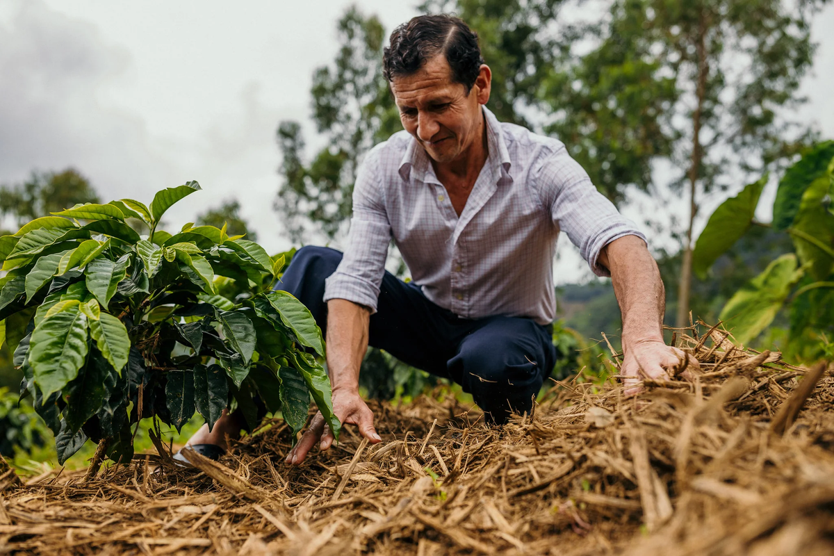 Peru Kovachii