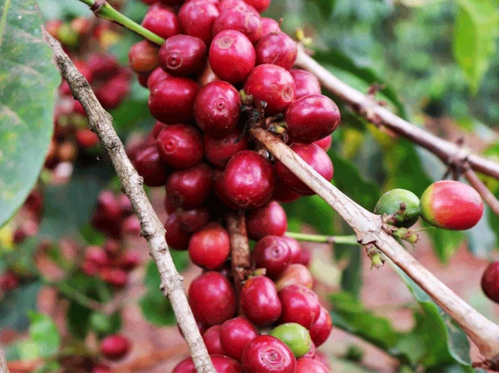 Kenia Kamwangi AB